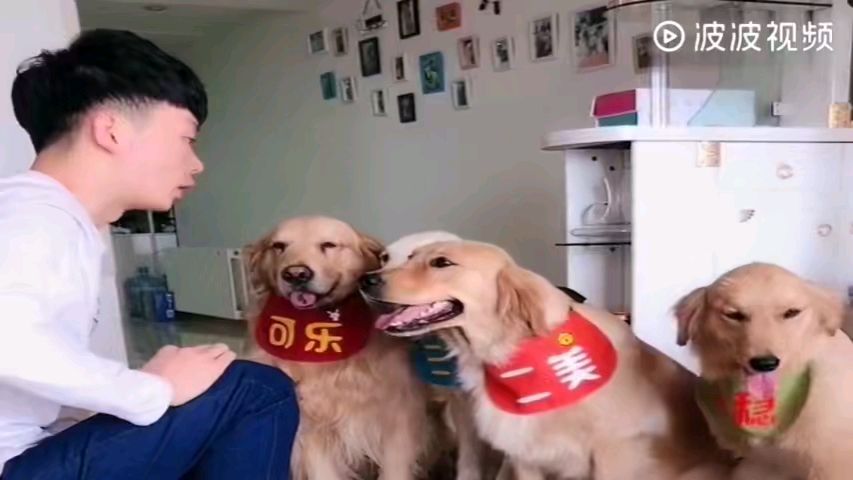 主人不让金毛上床睡觉,金毛趁主人睡着时,把他的被子抢走,好逗